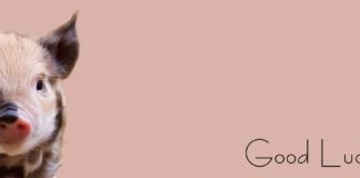 To był dobry rok – podsumowanie 2019 Podsumowanie